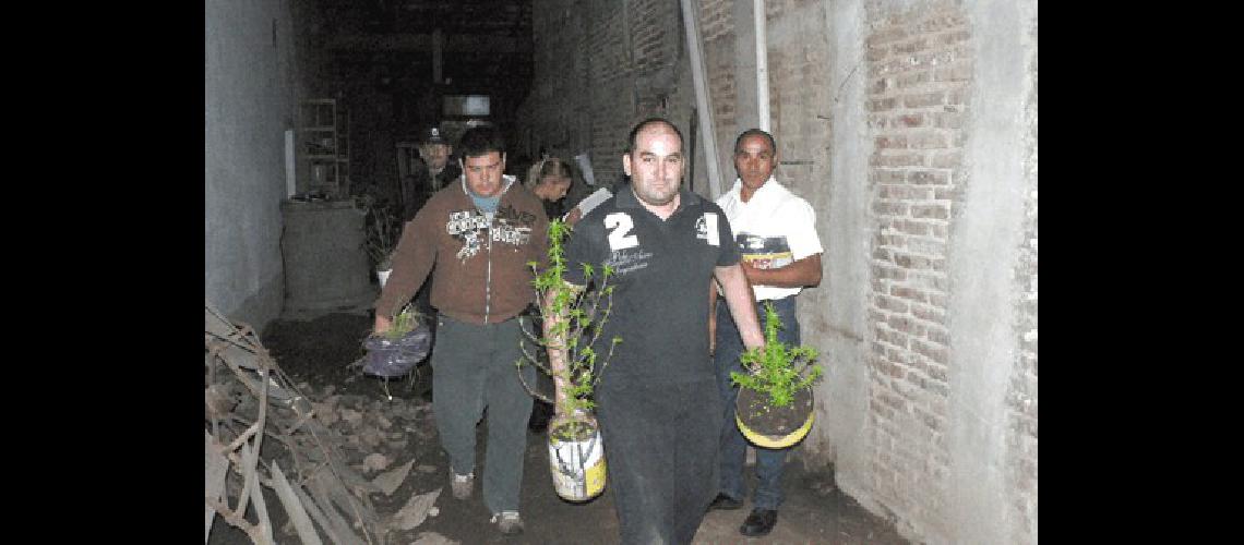 Personal policial en momentos que retiran del lugar parte de las plantaciones Agencia 