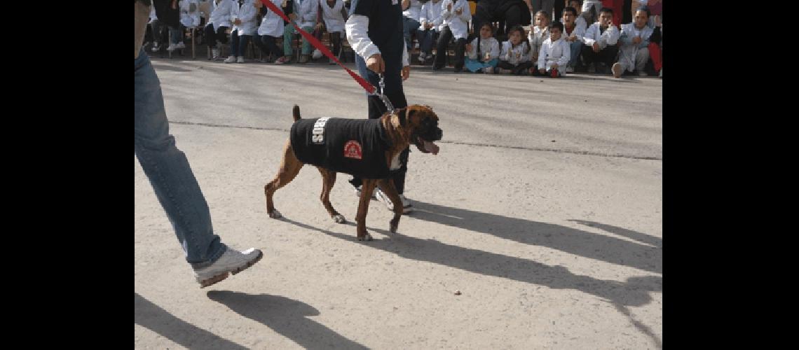 Felipe el perro que estÃ�n entrenando los Bomberos Voluntarios de General La Madrid para que trabaje en rescates 