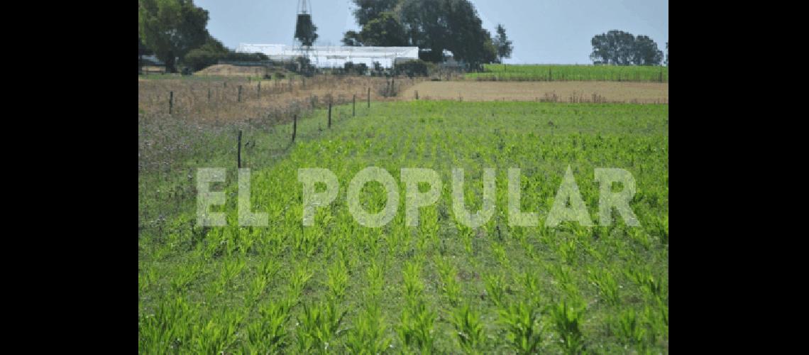 Los sembrados de maÃ­z y sorgo son los mÃ�s afectados por la falta de agua 