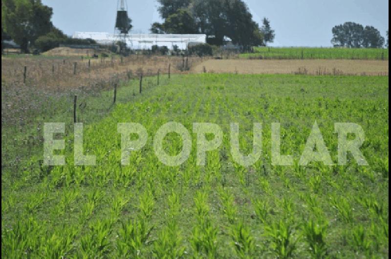 Los sembrados de maÃ­z y sorgo son los mÃ�s afectados por la falta de agua 