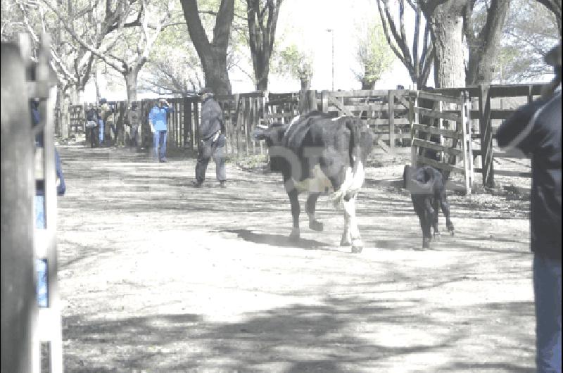 En La Madrid creciÃ³ el nÃºmero de cabezas de ganado 