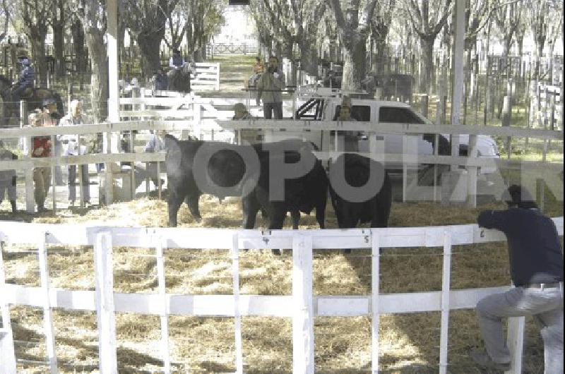 Con el ingreso de reproductores comenzarÃ� hoy la 45Âª ExposiciÃ³n Rural de La Madrid 