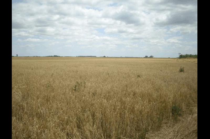 En los campos de La Madrid el trigo recuperarÃ­a terreno frente a la cebada 