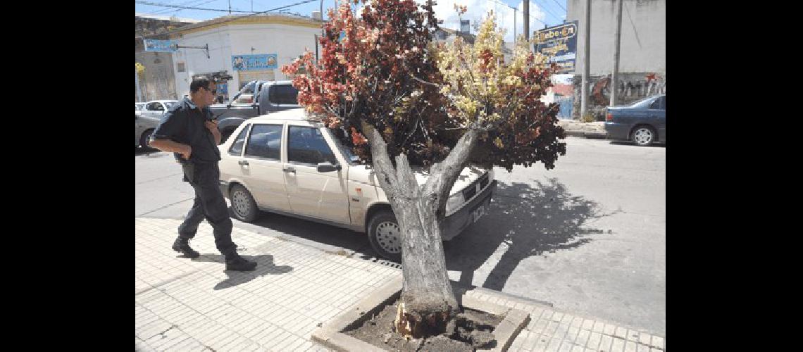 En Dorrego y Lamadrid ayer cayÃ³ un Ã�rbol sobre un auto 