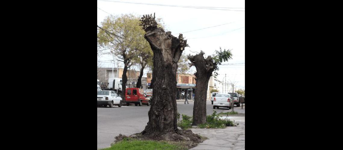 Otro caso de poda extrema en calle Lamadrid en la vereda opuesta se ven las copas naturales 