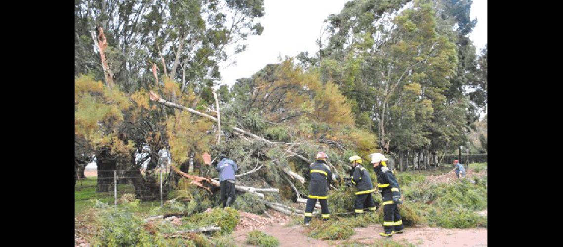 Los Bomberos trabajaron en la zona de la Escuela 8 por caÃ­da de Ã�rboles 