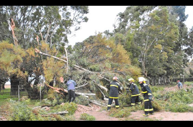 Los Bomberos trabajaron en la zona de la Escuela 8 por caÃ­da de Ã�rboles 