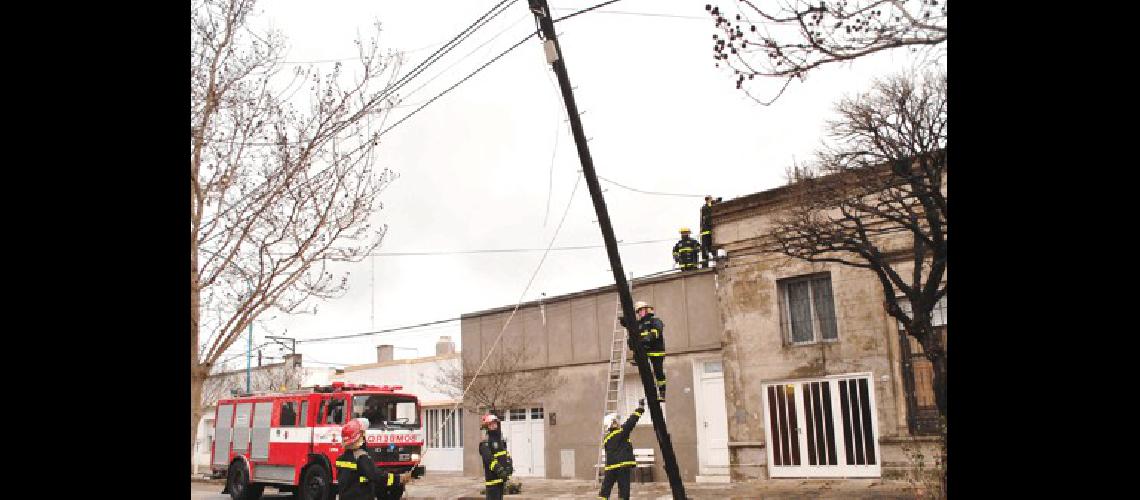 El viento generÃ³ peligro al derrumbarse una palma de tendido telefÃ³nico 