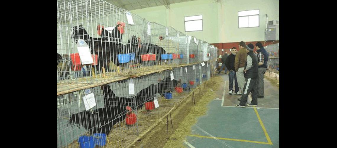 Casi 300 ejemplares de gallinas conejos y otras aves participaron de la 23Âª ediciÃ³n de la muestra lamatritense 