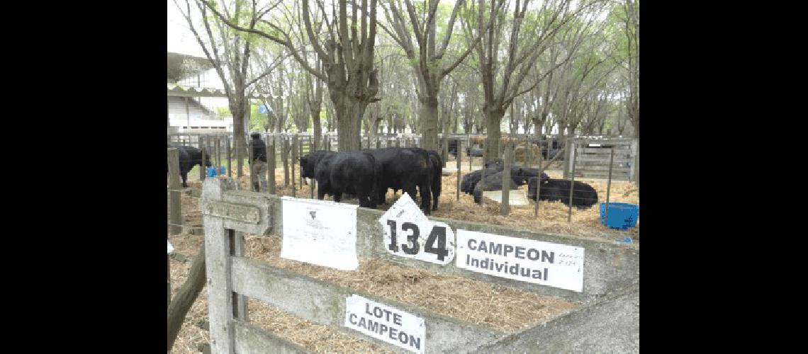 Fueron 59 los reproductores de las razas Aberdeen Angus y Polled Hereford que participaron de la Muestra 