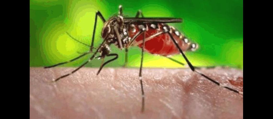 El Ã�rea de BromatologÃ­a de La Madrid realiza control de mosquitos en distintos puntos de la ciudad 