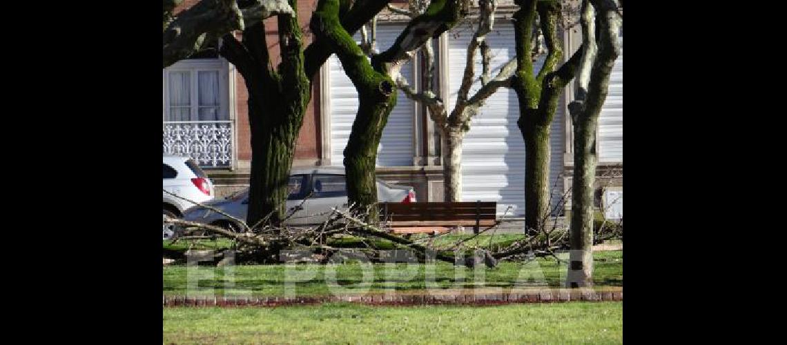 En la plaza San MartÃ­n cayeron algunos gajos de los Ã�rboles 