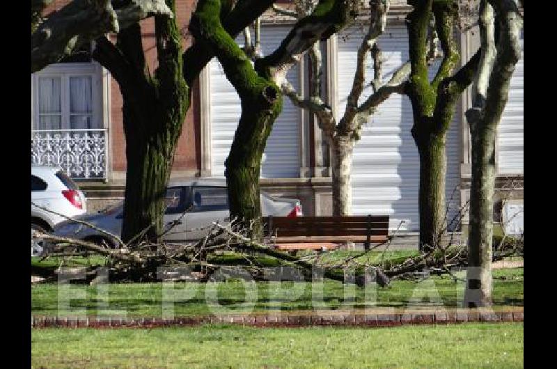 En la plaza San MartÃ­n cayeron algunos gajos de los Ã�rboles 