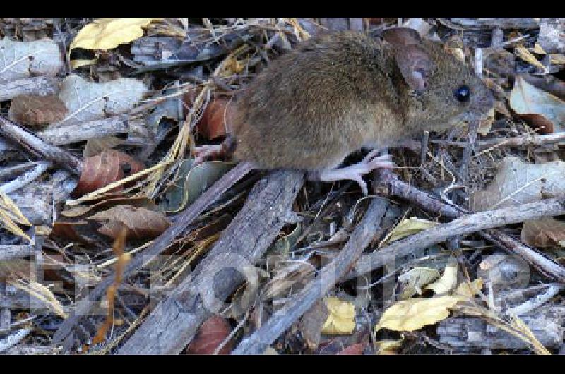 El virus es transmitido por un roedor conocido comÃºnmente como colilargo que es diferente al roedor urbano 