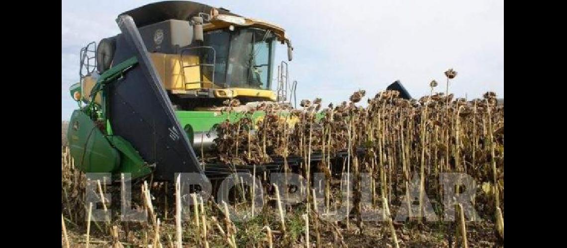 En General La Madrid los productores estÃn entre sorprendidos y preocupados por los rindes de la gruesa 