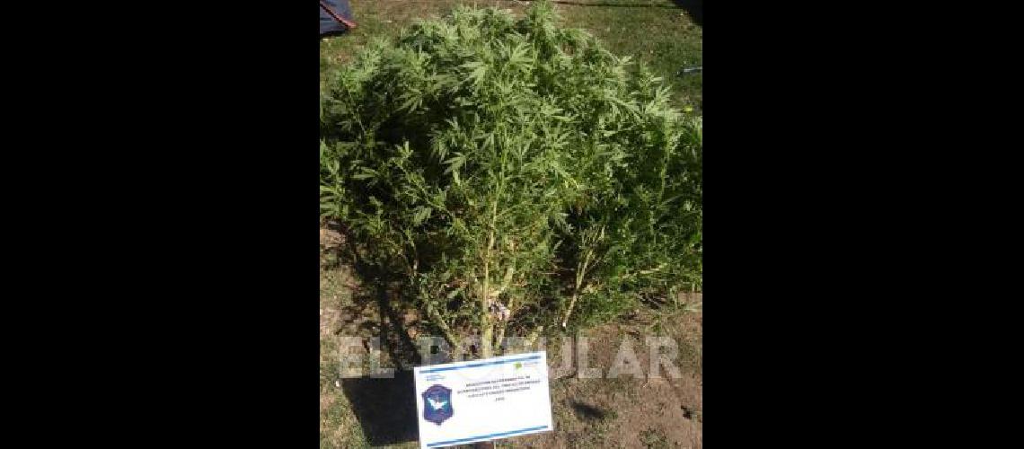 Se secuestrÃ³ marihuana en un allanamiento en La Madrid 