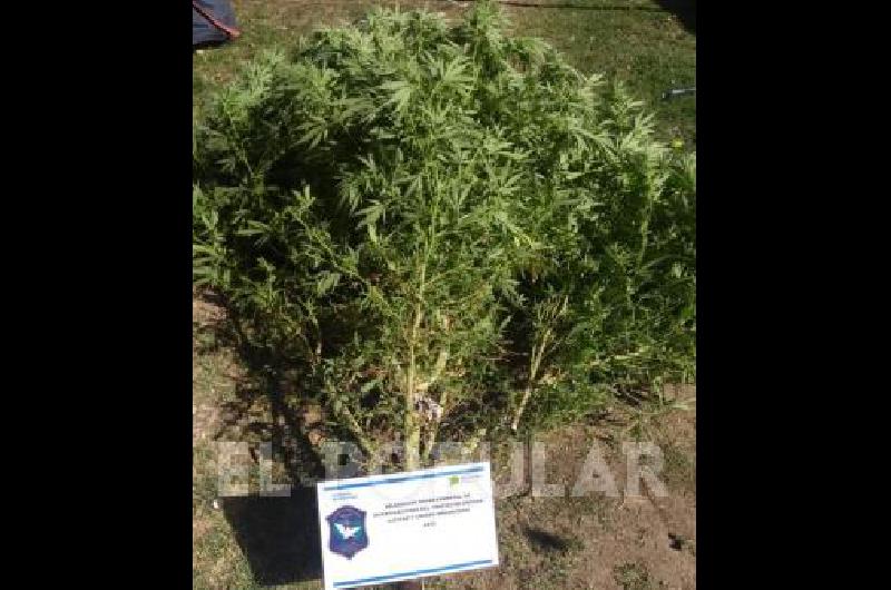 Se secuestrÃ³ marihuana en un allanamiento en La Madrid 