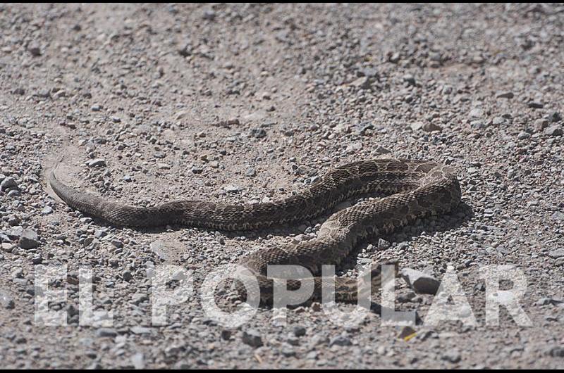 El fotÃ³grafo de El Popular captÃ³ la imagen de una vÃ­bora en la misma carrera Foto- Carlos RamÃ­rez