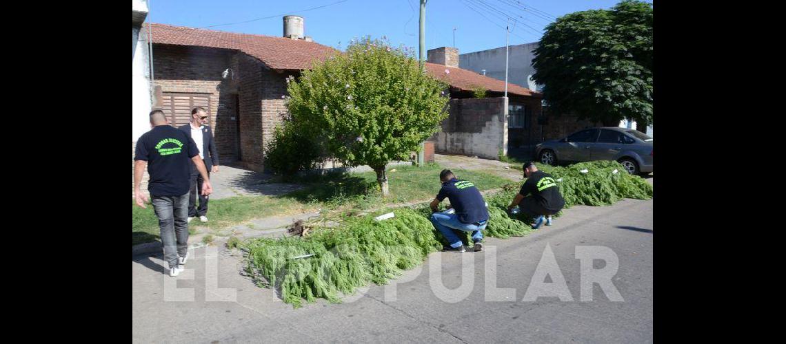 En un allanamiento encuentran gran cantidad de plantas de marihuana