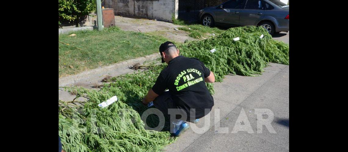 En un allanamiento encuentran gran cantidad de plantas de marihuana