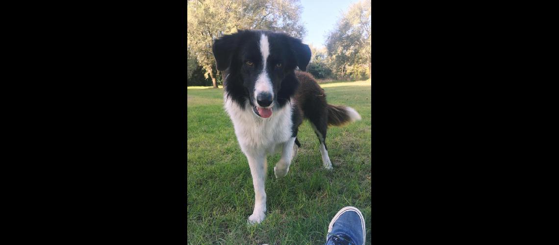 Se ofrece recompensa por un perro