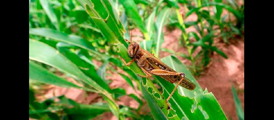 Tucura- Olavarriacutea y Laprida pioneras en la aplicacioacuten de un controlador bioloacutegico