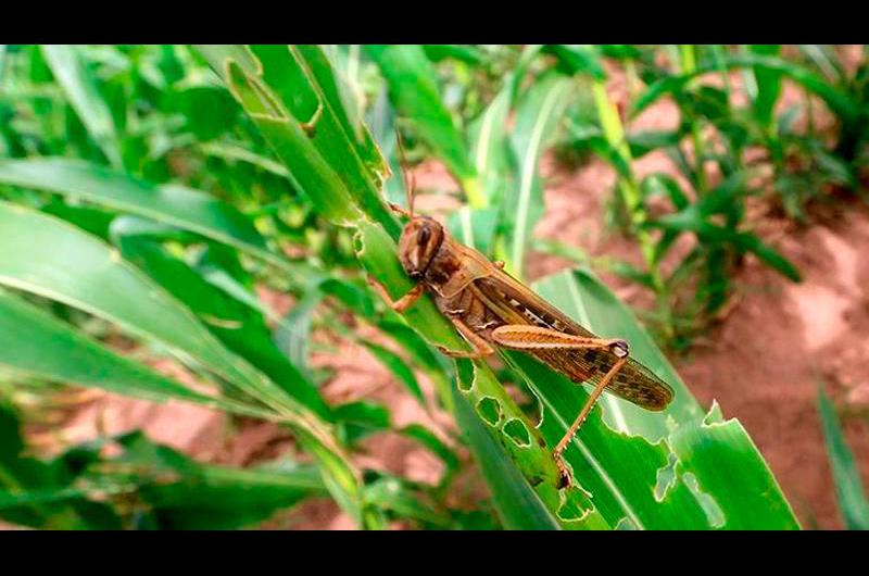 Tucura- Olavarriacutea y Laprida pioneras en la aplicacioacuten de un controlador bioloacutegico