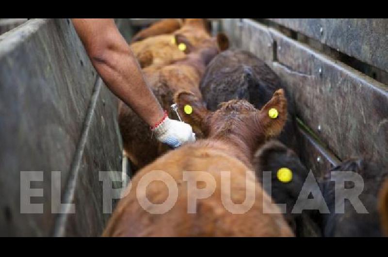 En La Madrid se vacunaron 477476 animales durante la segunda campaÃ±a de vacunaciÃ³n antiaftosa 2019 