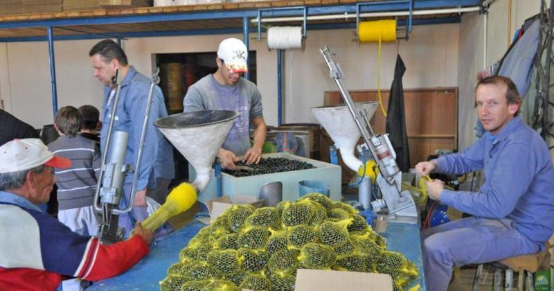 La uacutenica faacutebrica de bolitas de Sudameacuterica vuelve a prender sus hornos tras 45 diacuteas