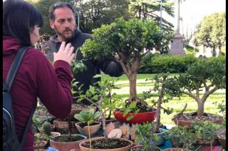 El arte vivo del bonsai