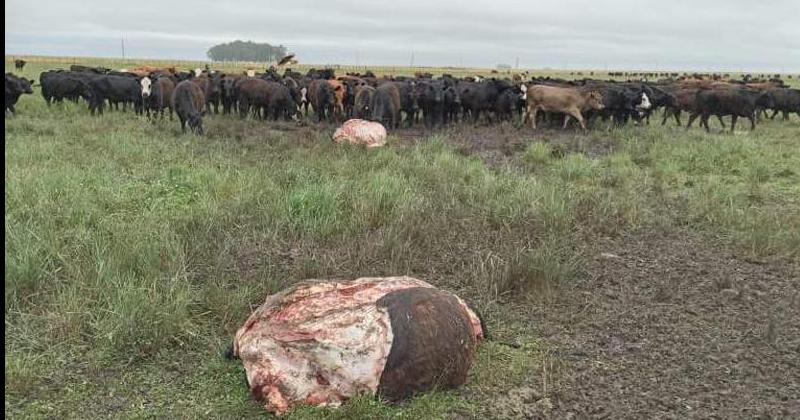 Malestar entre los productores por un nuevo caso de abigeato