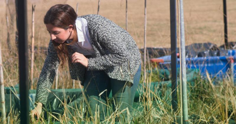 Conicet descubrioacute un arroz con 30-en-porciento- maacutes proteiacutenas