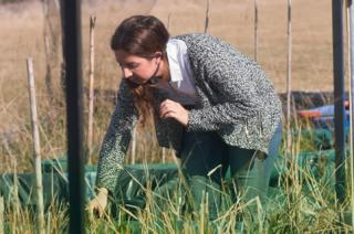 Conicet descubrioacute un arroz con 30-en-porciento- maacutes proteiacutenas