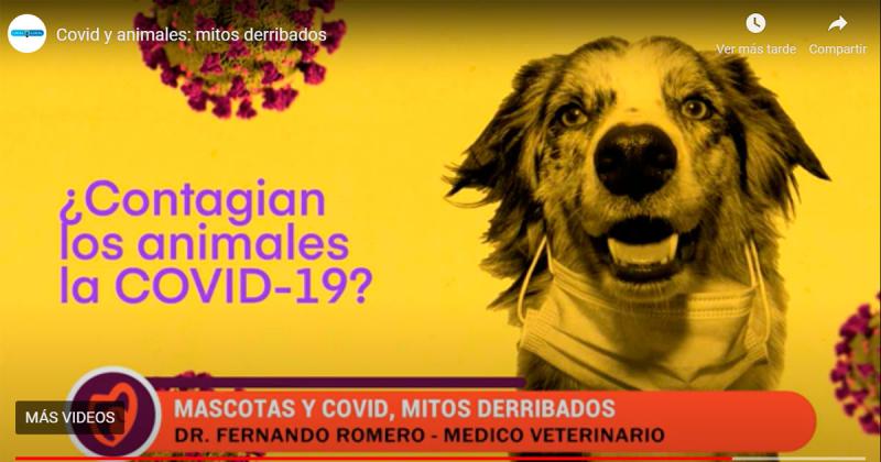 Los animales ya tienen vacuna contra el Covid