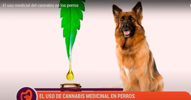 El cannabis medicinal tambieacuten para perros