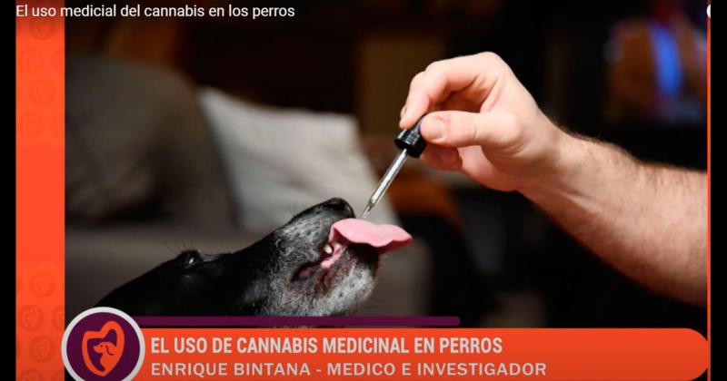 El cannabis medicinal tambieacuten para perros