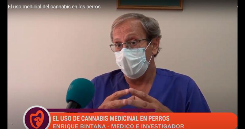 El cannabis medicinal tambieacuten para perros