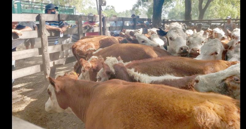 Los remates ya comenzaron en enero y van a seguir mostrando el reflejo de lo que ocurre en el mercado interno