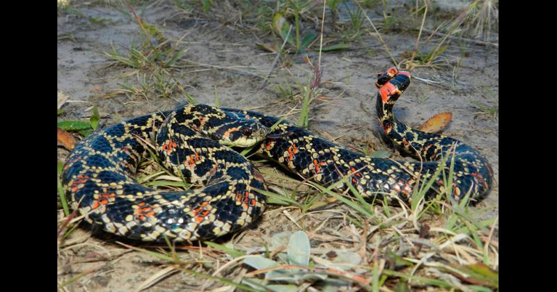 Olavarría atraviesa la temporada de reptiles 2022