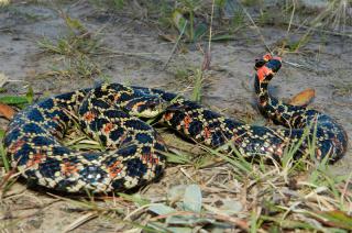 Olavarría atraviesa la temporada de reptiles 2022