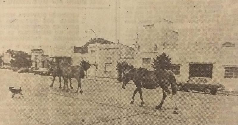  tres mansos caballos que pacían tranquilamente en el Parque Mitre a la altura de la avenida Colón y frente a la Estatua de la Libertad