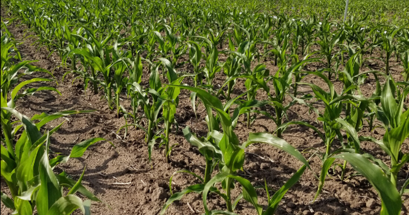 La lluvia dio alivio para el sector agropecuario