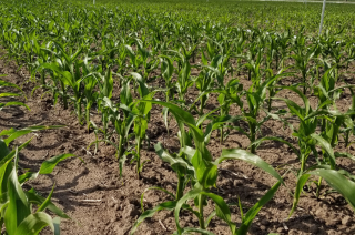 La lluvia dio alivio para el sector agropecuario