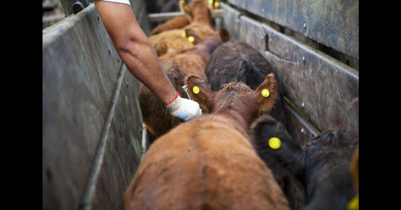 En La Madrid se vacunaron casi 260 mil animales contra la aftosa