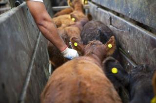 En La Madrid se vacunaron casi 260 mil animales contra la aftosa