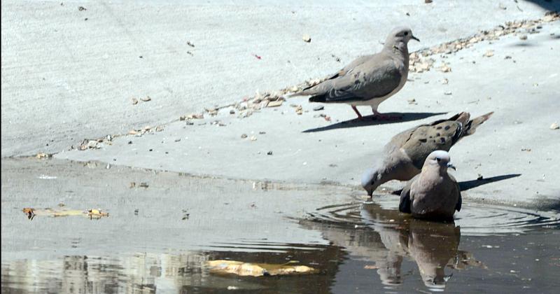 Por dos deacutecimas la temperatura maacutexima de la ola de calor no superoacute el reacutecord de 2014