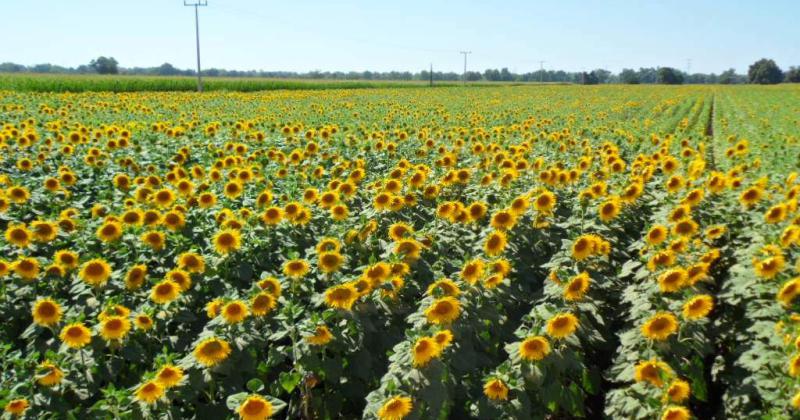 El girasol es el cultivo en el que menos mete mano el Estado- apenas un 49 por ciento