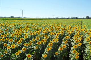 El girasol es el cultivo en el que menos mete mano el Estado- apenas un 49 por ciento