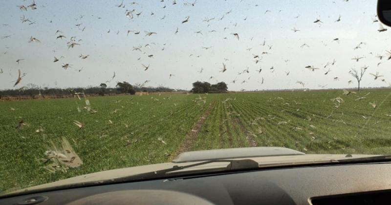 Incrementan el monitoreo de langostas y plagas ante las altas temperaturas y la sequiacutea