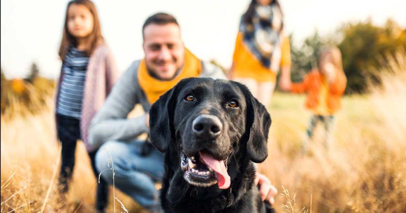 Es ley las mascotas son miembros de la familia con derechos